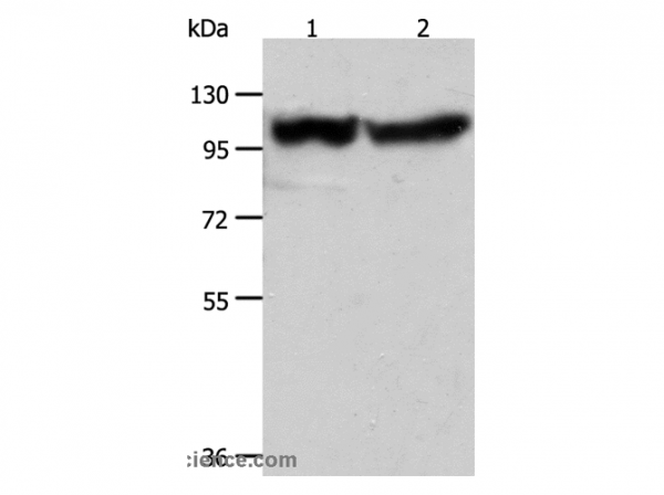 Anti-ACTN3