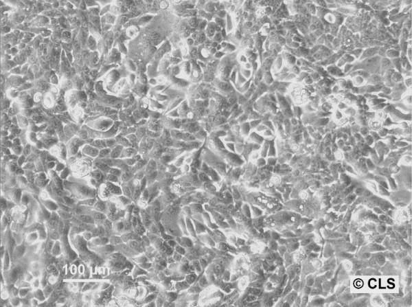 CLS-103 Cells