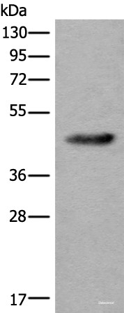Anti-CDKL4