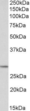 Anti-Proopiomelanocortin / POMC, C-terminal