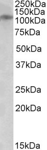 Anti-GRIN3B, C-terminal