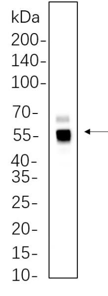 Anti-Recombinant Caspase-8, clone 9C7