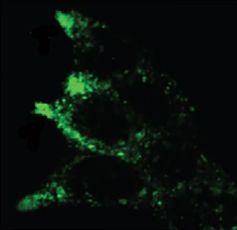 Anti-CD107b, clone H4B4