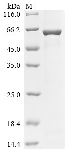 E3 ubiquitin-protein ligase TRIM7 (TRIM7), human, recombinant