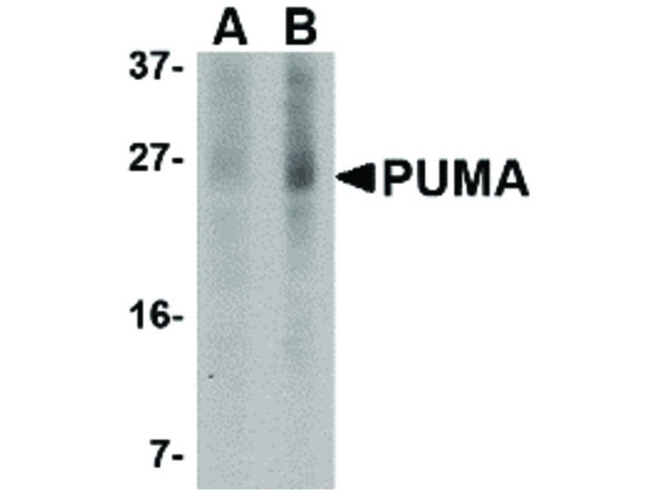 Anti-PUMA, clone [2A9G5]