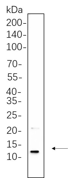 Anti-Recombinant Insulin, clone 9C4