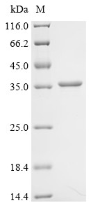 NAD-dependent protein deacylase (cobB), Escherichia coli, recombinant