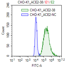 CHO-K1/ACE2 Stable Cell Line