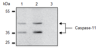 Anti-Caspase-4/11 (p20), clone Flamy-1