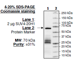 SUV4-20h1, active human recombinant protein