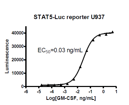 STAT5 Reporter (Luc)- U937 Cell Line (GM-CSF)
