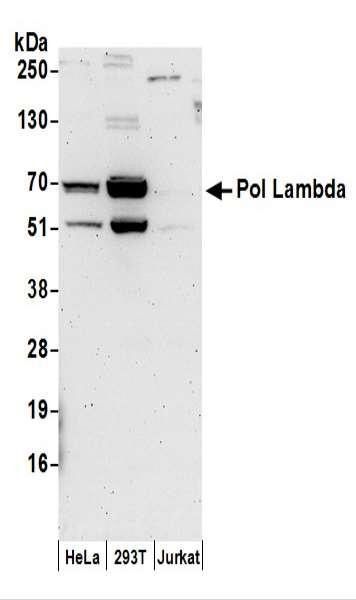 Anti-Pol Lambda