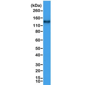 Anti-CD31 / PECAM-1, clone RM247 (recombinant antibody)