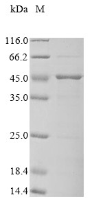 Diacylglycerol acyltransferase/mycolyltransferase Ag85A (fbpA), Mycobacterium tuberculosis, recombin