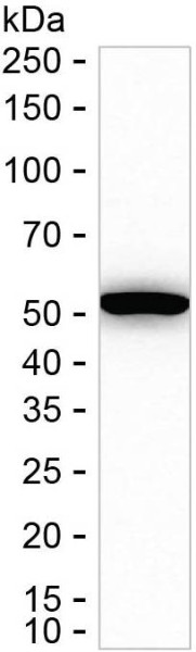 Anti-DDX49