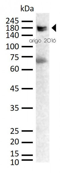 Anti-COL1A1