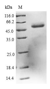 L-xylulose reductase (DCXR), human, recombinant