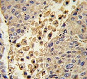 Anti-Collectin 11 / COLEC11