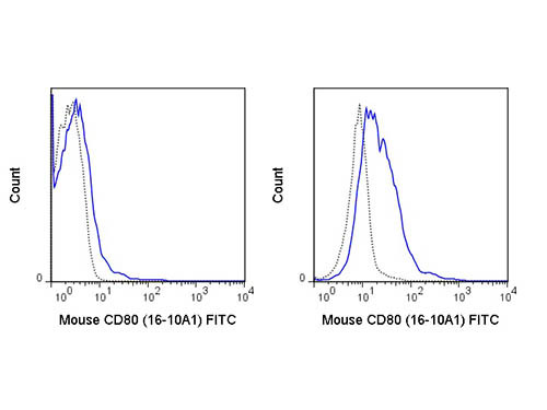 Anti-CD80 (Armenian Hamster) Fluorescein Conjugated, clone 16-10A1