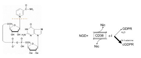 CD38 (Mouse) Fluorogenic Assay Kit (Cyclase Activity)