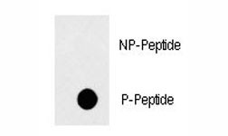 Anti-phospho-FAS (Tyr291)