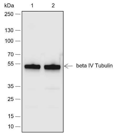 Anti-Recombinant beta IV Tubulin, clone A657