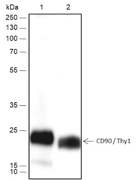 Anti-Recombinant CD90/Thy1, clone A455