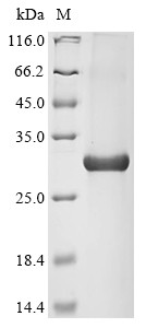 Aryl hydrocarbon receptor (AHR), partial, human, recombinant