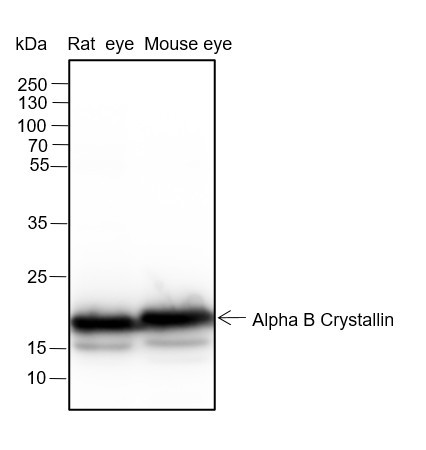 Anti-Recombinant Alpha B Crystallin, clone A129