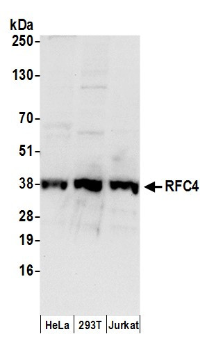 Anti-RFC4