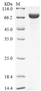 Glycerol-3-phosphate dehydrogenase, mitochondrial (GPD2), human, recombinant