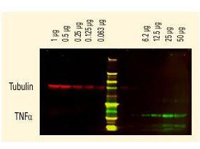 Anti-RABBIT IgG (H&amp;L), DyLight(TM) 680 Conjugated