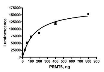 PRMT6, active human recombinant protein, N-terminal His-tag