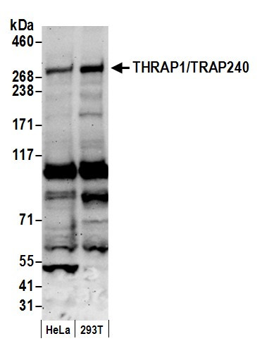 Anti-THRAP1/TRAP240