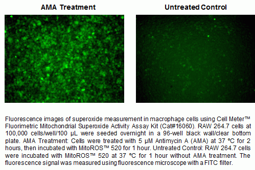 Cell Meter(TM) Fluorimetric Mitochondrial Superoxide Activity Assay Kit *Green Fluorescence*