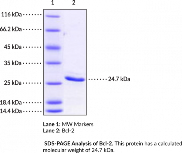 Bcl-2 (human, recombinant)