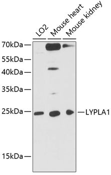 Anti-LYPLA1