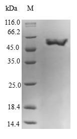 Guanine nucleotide-binding protein subunit alpha-15 (GNA15), human, recombinant