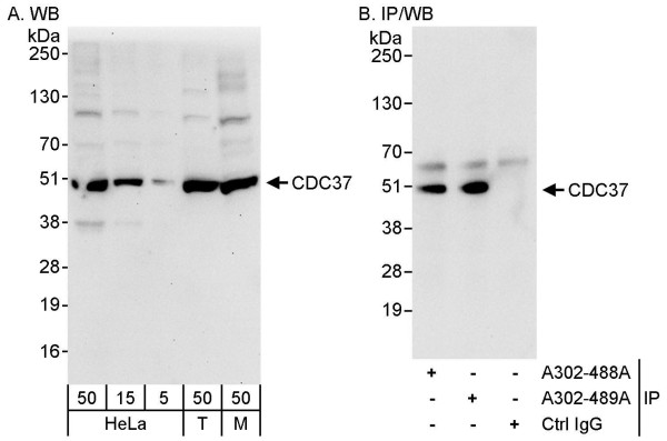Anti-CDC37