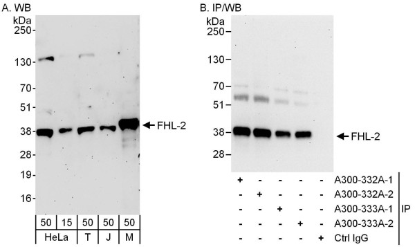 Anti-FHL2