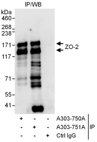 Anti-ZO-2