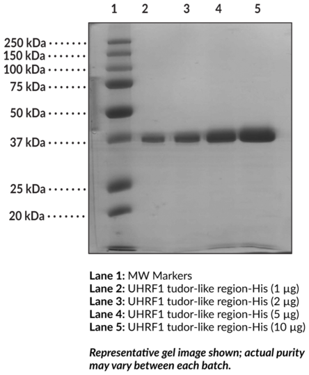 UHRF1 tudor-like region (human recombinant, His-tagged)