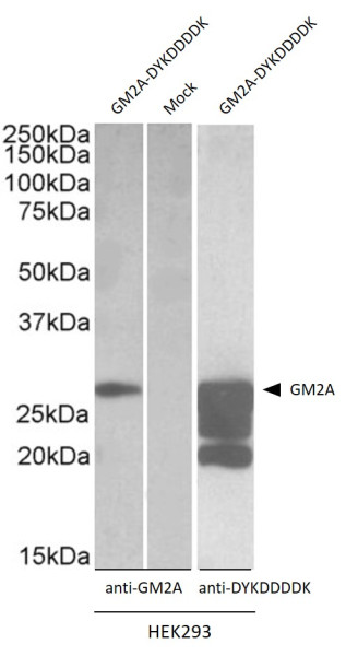 Anti-GM2A