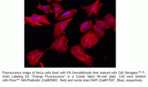 Cell Navigator(TM) F-Actin Labeling Kit *Orange Fluorescence*