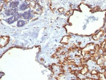 Anti-CD31 / PECAM-1, clone SPM122