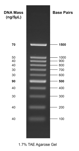 Gelite(TM) 100 bp DNA Ladder