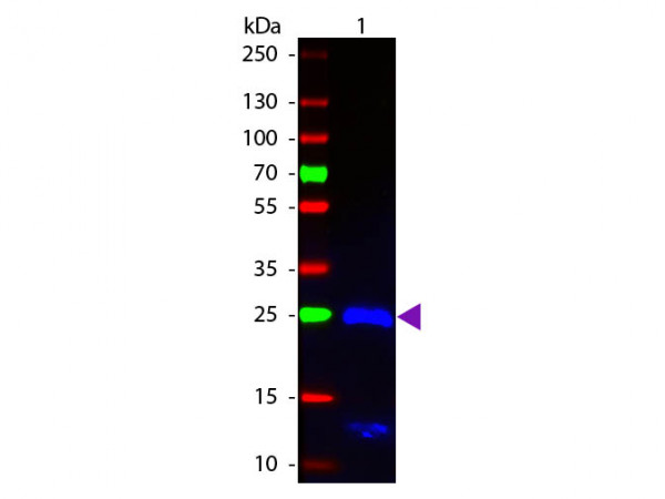 Anti-Human IgG F(ab')2 [Goat] (Min X Bv Hs Ms Rb Rt &amp; Sh serum proteins) Fluorescein conjugated F(ab