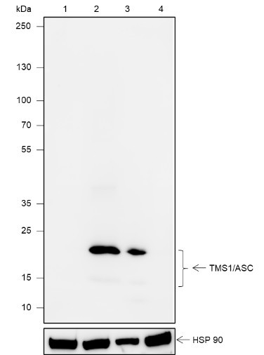 Anti-Recombinant TMS1/ASC, clone A619