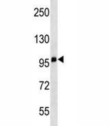 Anti-CD68, clone 404CT9.2.5