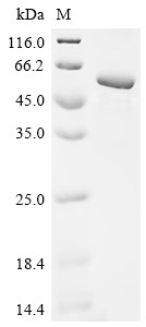 Methyltransferase-like protein 17, mitochondrial (METTL17), human, recombinant